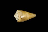 藏品(晚霞芋螺)的圖片